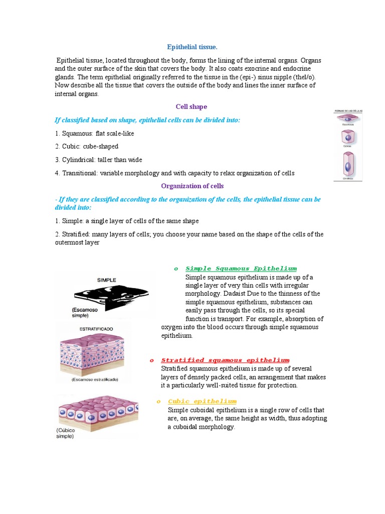 Epithelial Tissue | PDF | Epithelium | Anatomy