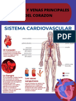 Sistema Cardiovascular Infografia