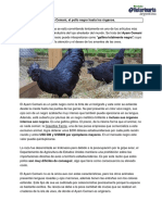 Gallina Ayam Cemani