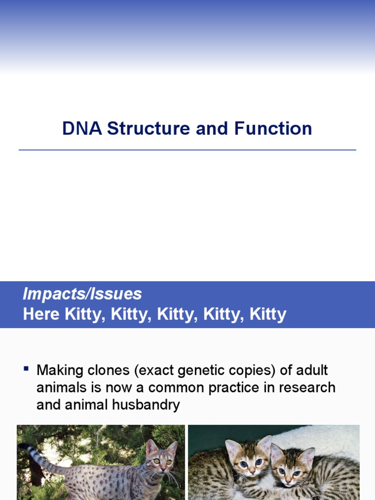 DNA Structure and Function | PDF | Chromosome | Dna