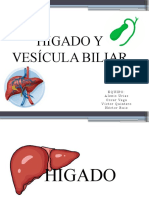 Hígado y vesícula biliar: funciones y estructura