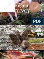 Regnul Fungi