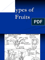 TYPES of Fruits Plant Morpho