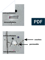 Schema de La Membrane Plasmique