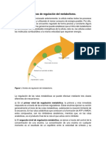 Principales Formas de Regulación Del Metabolismo