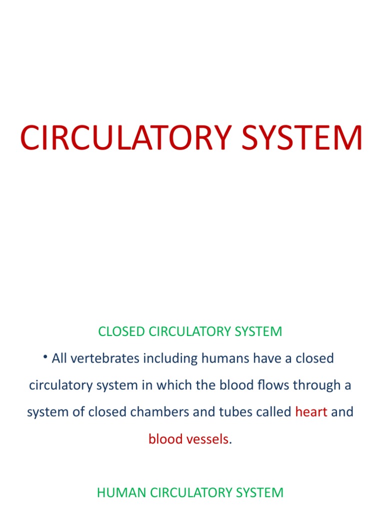 Circulatory System PDF Heart Valve Diastole
