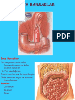İnce Barsaklar