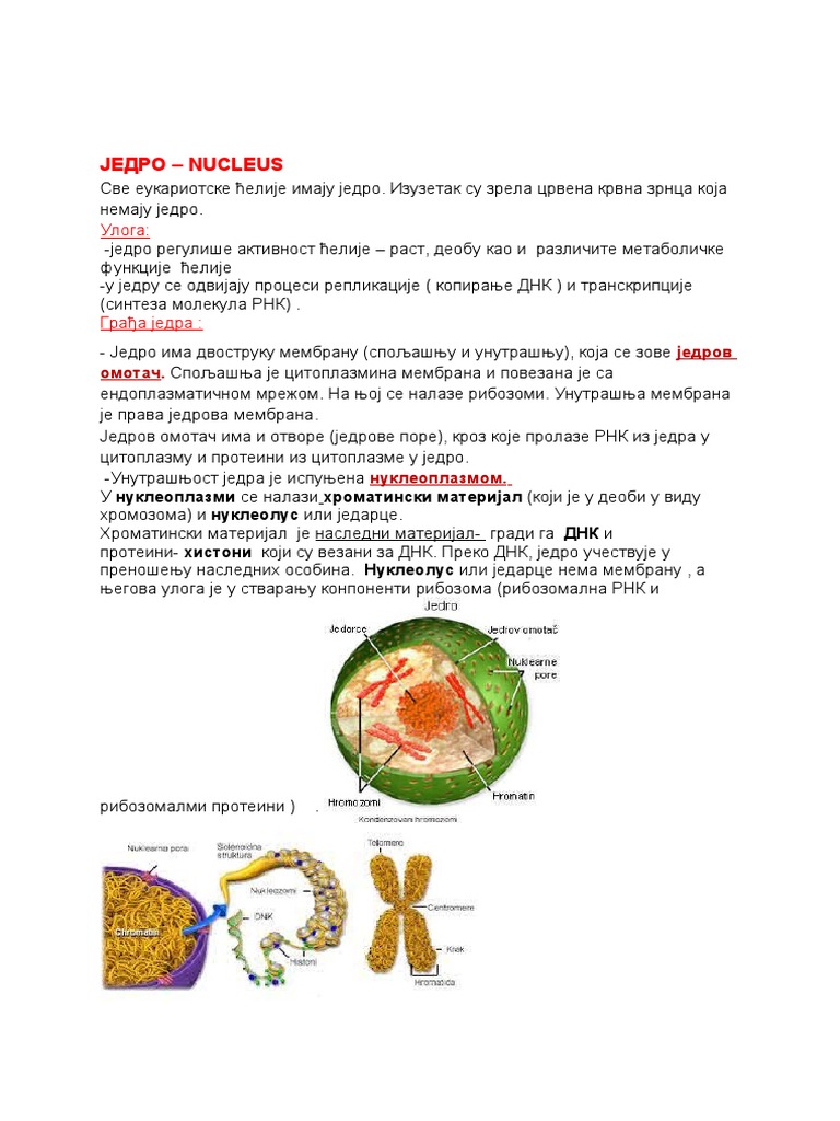 5. Једро | PDF