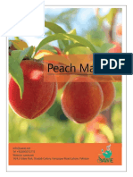 6 - Peach