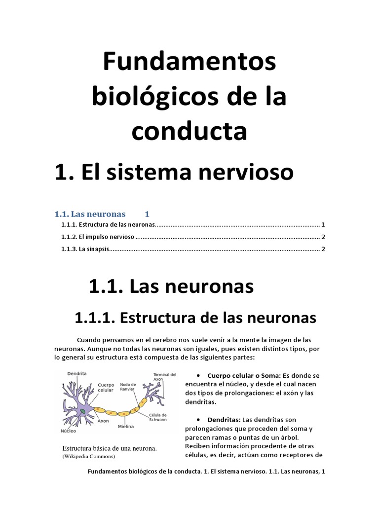 Estructura y función de las neuronas | PDF | Sinapsis | Neurona