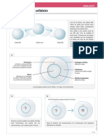 division_cellulaire
