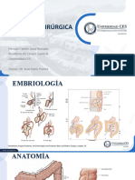 Anatomía Quirúrgica Del Colon