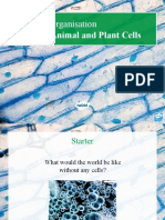 Differences Between Animal and Plant Cells