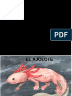 El Ajolote, un anfibio en la mitología azteca
