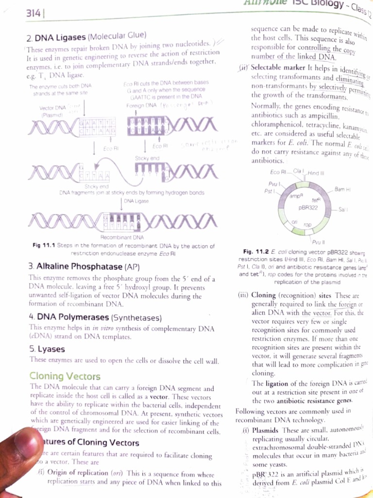 Cloning Techniques and Transformant Selection | PDF | Plasmid ...