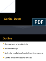 Development of Genital Ducts in Males and Females