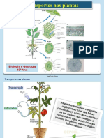 Transporte Nas Plantas