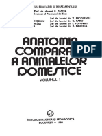 Pastea - Anatomia Comparata 1