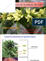 Caracteristicas de La Planta