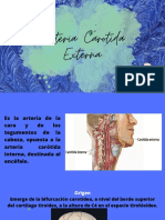 Arteria Carótida Externa