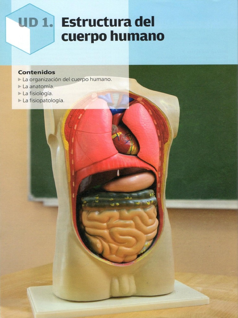 UD 1. Estructura Del Cuerpo Humano | PDF