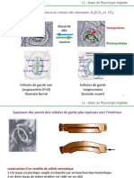 Mouvement de L'eau Dans La Plante 4