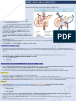 Anatomie Vasculară - Inervație