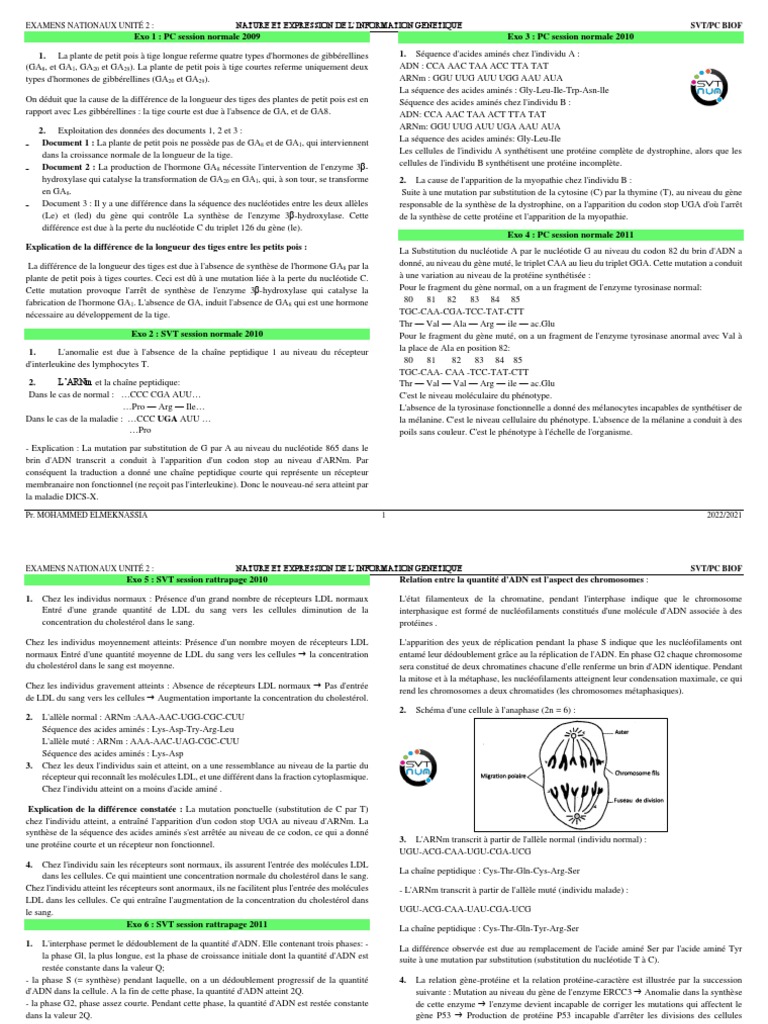 Examen SVT : Information Génétique | PDF | Chromosome | Mitose