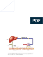 Fat digestion