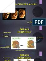 Formación de Cara