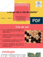 Cría de Cal y Piedra