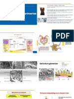 Glomerulopatías Primarias y Secundarias