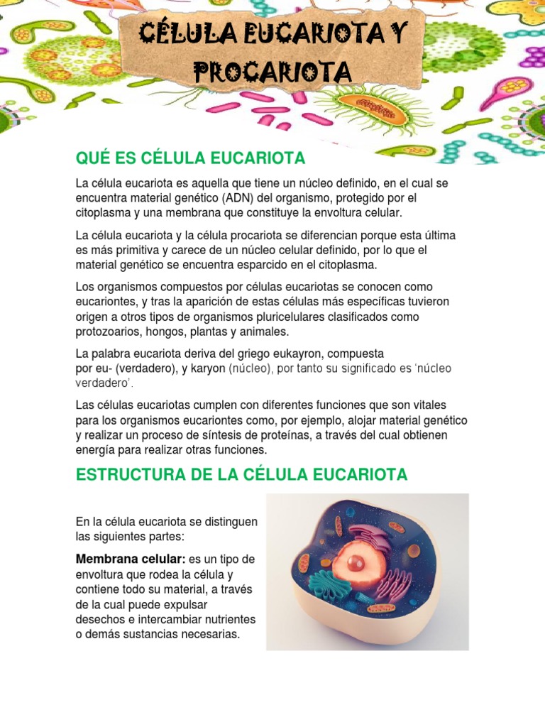 Comparativa de Células Eucariotas y Procariotas | PDF | Biología ...