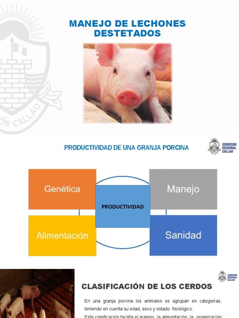 3 Manejo de Lechones Destetados 04-11-2021 | PDF | Destete | Alimentos