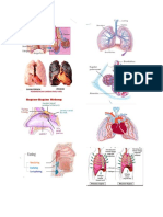 Organ Pada Hidung Pernapasan