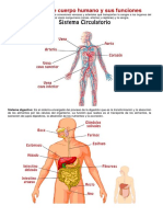 11 Sistemas de Cuerpo Humano y Sus Funciones