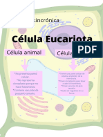 Célula Eucariota: Actividad Asincrónica