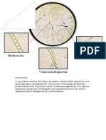 Semana 6 Biologia Nostoc