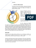 Ciclo Celular Biologia