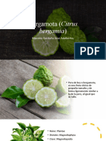 Bergamota (Citrus Bergamia)