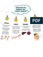 Organización General Del Cuerpo Humano