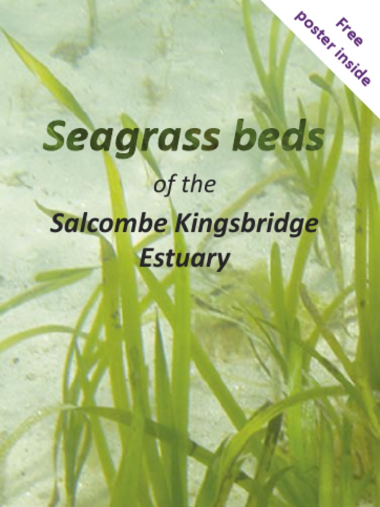 Seagrass Beds Leaflet Marine Biology Oceanography