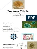 Protozoos Ciliados (Balantidium Coli)