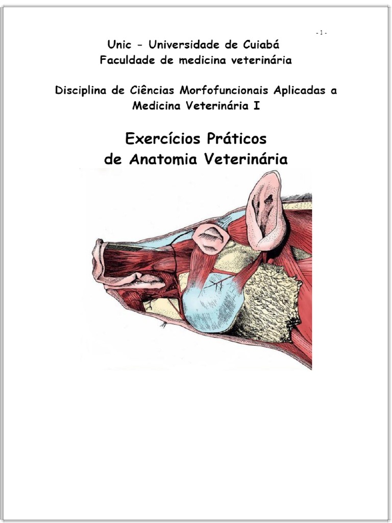 Exercícios Práticos De Anatomia Veterinária Pdf Pdf