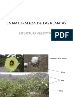 La Naturaleza de Las Plantas-C2