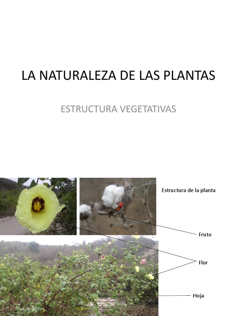 Estructura y Función de Plantas | PDF | Hoja | Flores