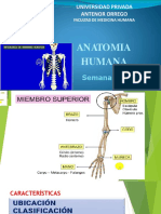 Universidad Privada Antenor Orrego: Anatomia Humana