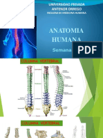 Universidad Privada Antenor Orrego: Anatomia Humana