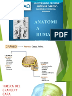 Universidad Privada Antenor Orrego: Anatomi A Humana