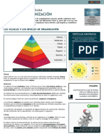 Niveles de Organización